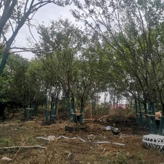 容器丛生朴树拼栽朴树4到5杆朴树拼栽地苗朴树