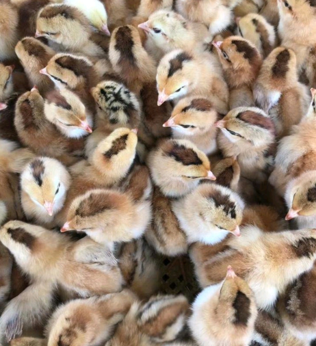 土鸡苗 汉 九斤黄 良凤花 瑶鸡苗 芦花鸡苗 麻鸡苗 蛋鸡苗