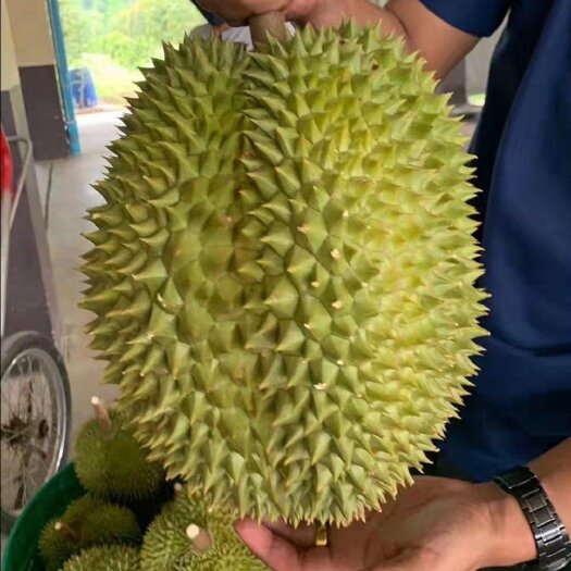 广州泰国金枕榴莲A果包售后包出肉率高招各地代理一件代发