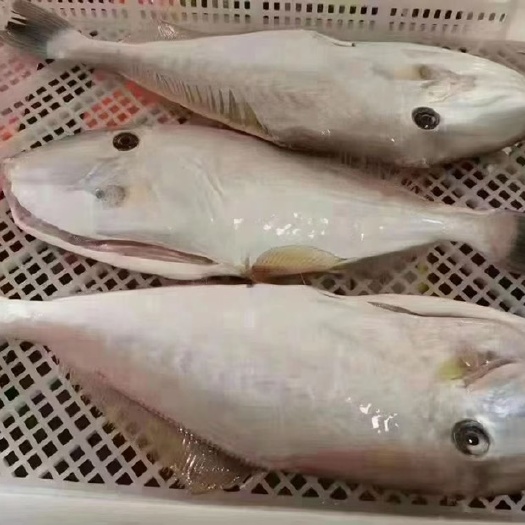 批发剥皮鱼