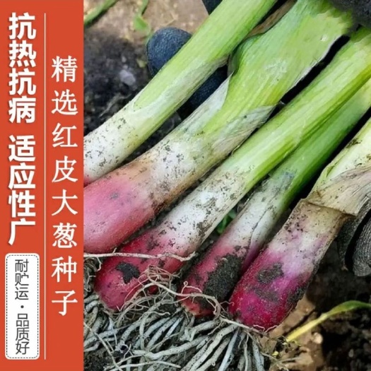 正宗红皮大葱种子 东北高产铁杆大葱籽 春秋四季播种蔬菜种子大