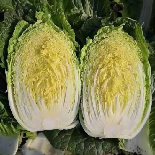 邯郸黄心大白菜