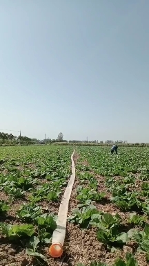 界首市早熟白菜&娃娃菜快要成熟了！新老客户提前联系