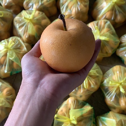 长沙秋月中小果