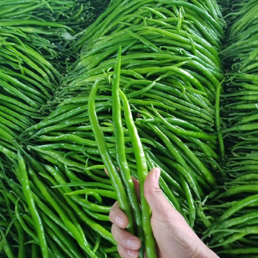 费县线椒 301 各种椒