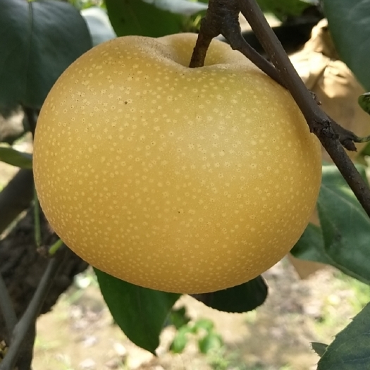 赵县秋月梨！河北千亩果园种植梨果！