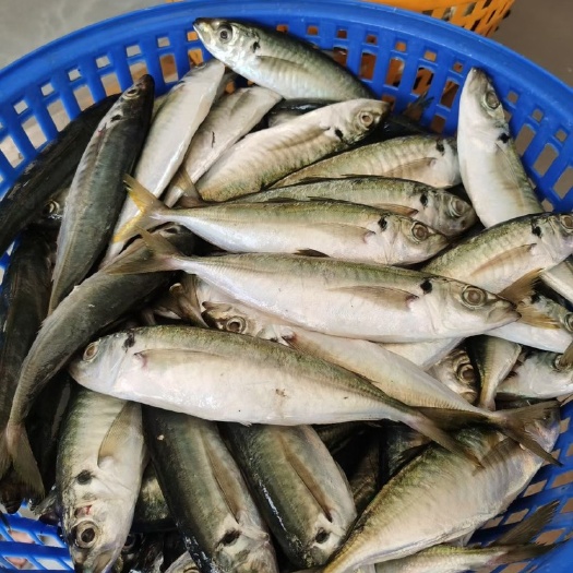 东山县鲜巴浪鱼