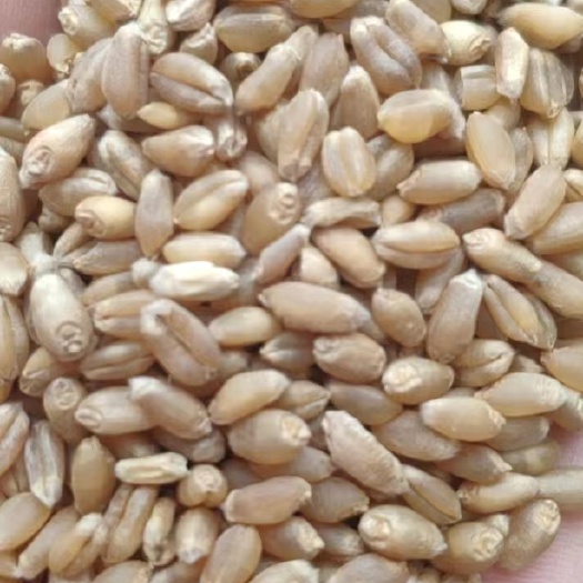 襄樊小麦 湖北襄阳新小麦大量上市，产地直售，物美价廉。