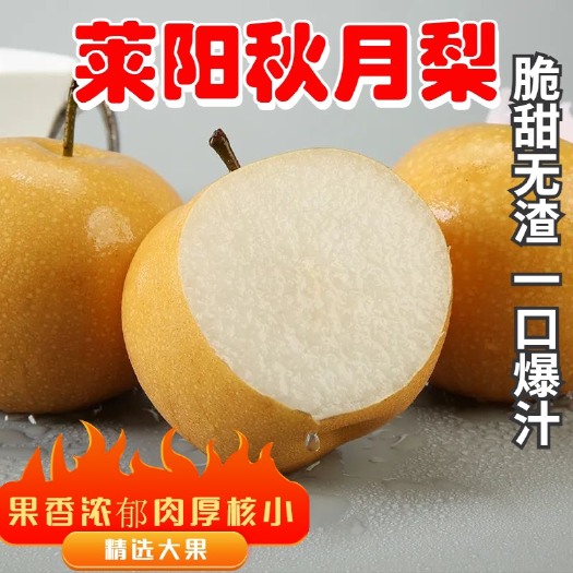 莱阳市正宗山东烟台莱阳潴河秋月梨新鲜水果一件代发包邮批发八两以上