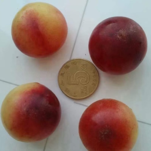 公主岭市白玉大樱桃苗