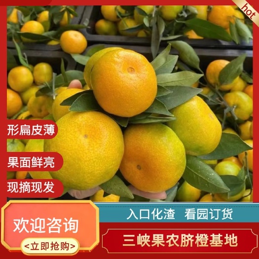 云南蜜橘 叶橘 无籽化渣 对接批发市场电商平台,全国可发货。