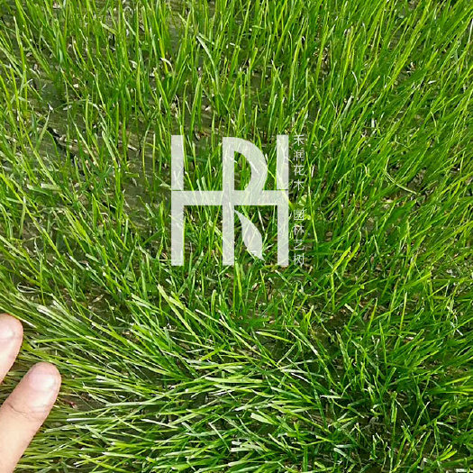 成都混播草坪基地批发，成都草坪批发，草皮批发，混播大量供应