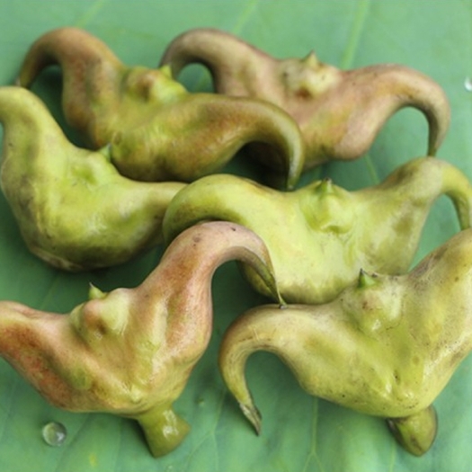 石柱利川菱角