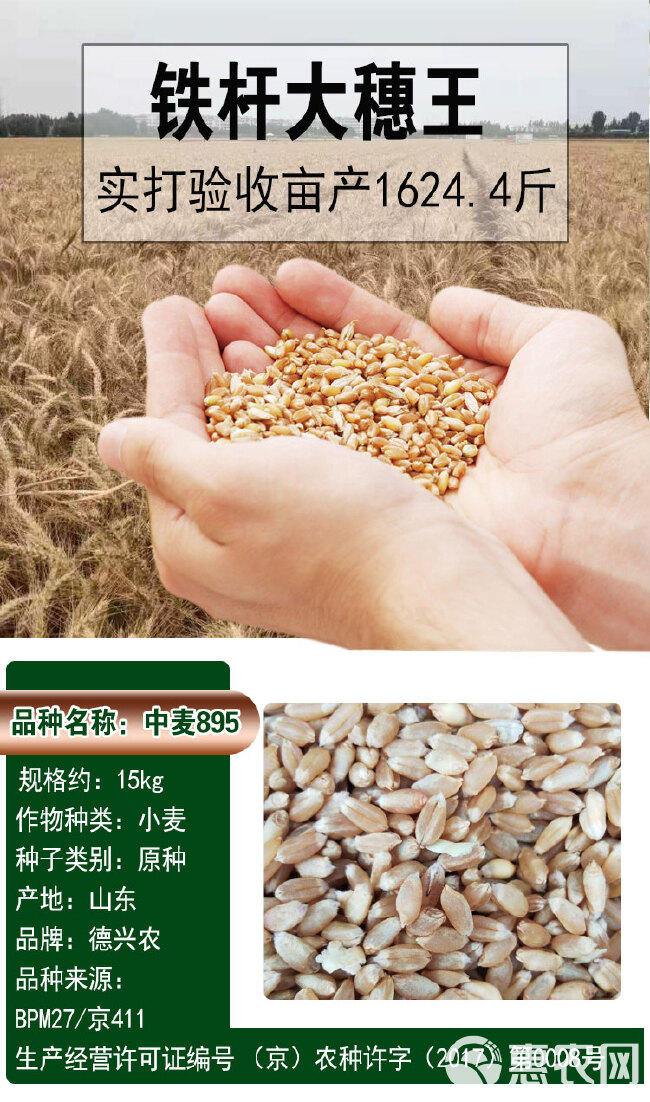 高产冬小麦矮杆吨产王小麦子种子抗旱抗寒大田用种籽菜小麦苗种子