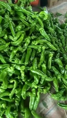 夏邑县301大椒，线椒，苏椒，龙椒，螺丝椒等等