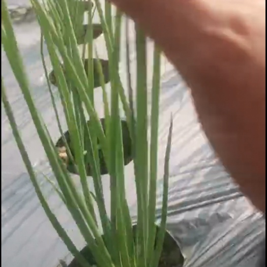清远红葱。准备上市，有兴趣可以联系。10亩，可承包，可散拔。