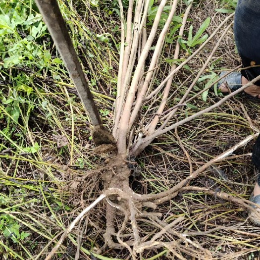 平南县五指毛桃鲜货！量大！产地直销