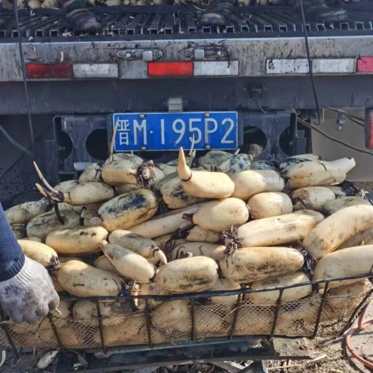 莲藕  黄河，千亩莲池，每天一万斤，持续供货