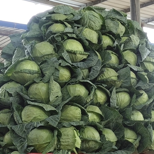 临洮县甘蓝