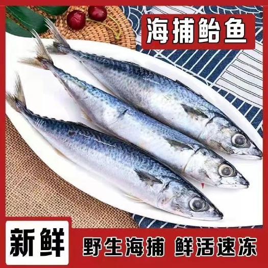 青占鱼鲐鱼青花鱼新鲜净重冷冻深海鲐鲅鱼日料海鲜水产批发