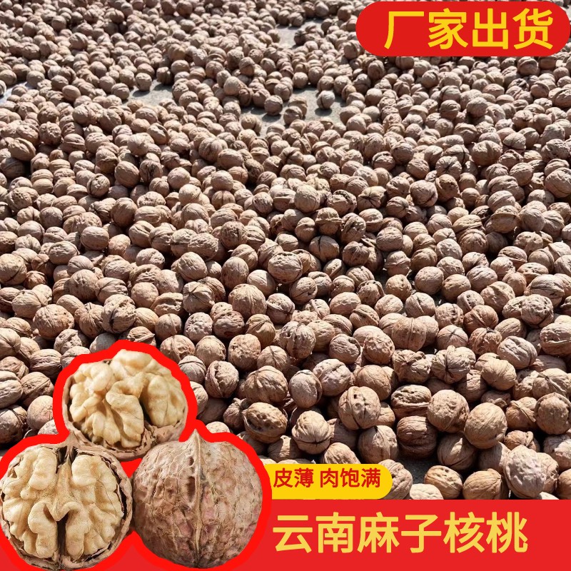 成都麻核桃  2121年新货云南麻子核桃  皮薄肉厚  手捏可破