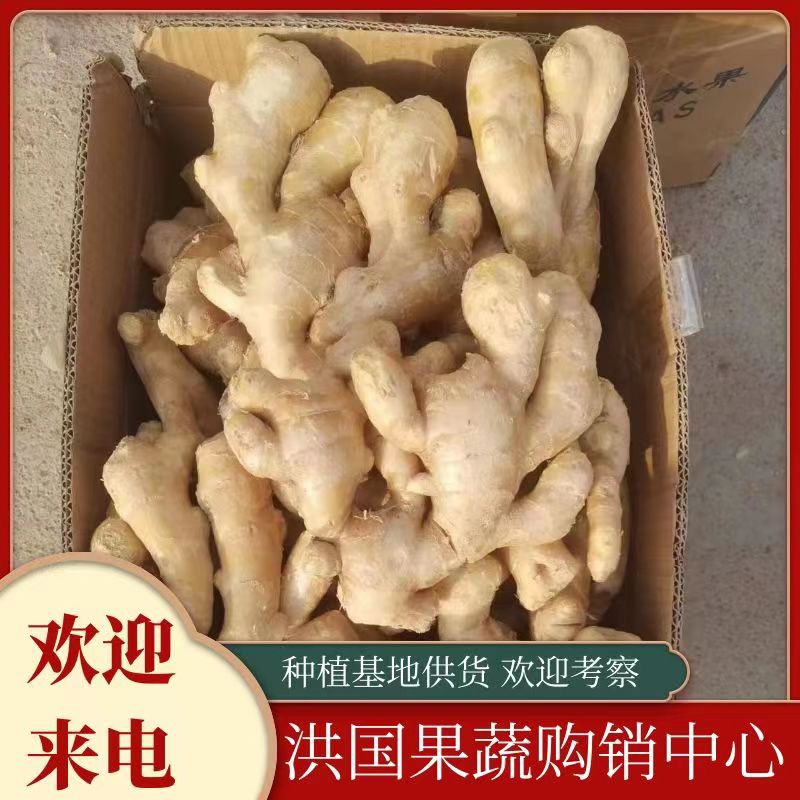 井陉县河北优质大黄姜，量大从优，保质保量，需要的联系