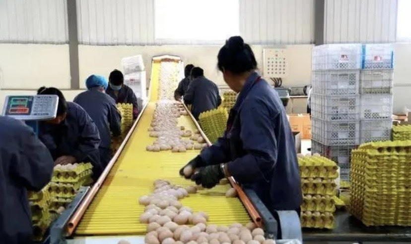 成都长期大量出售白蛋、粉蛋、红蛋、日产100吨。欢迎前来咨询