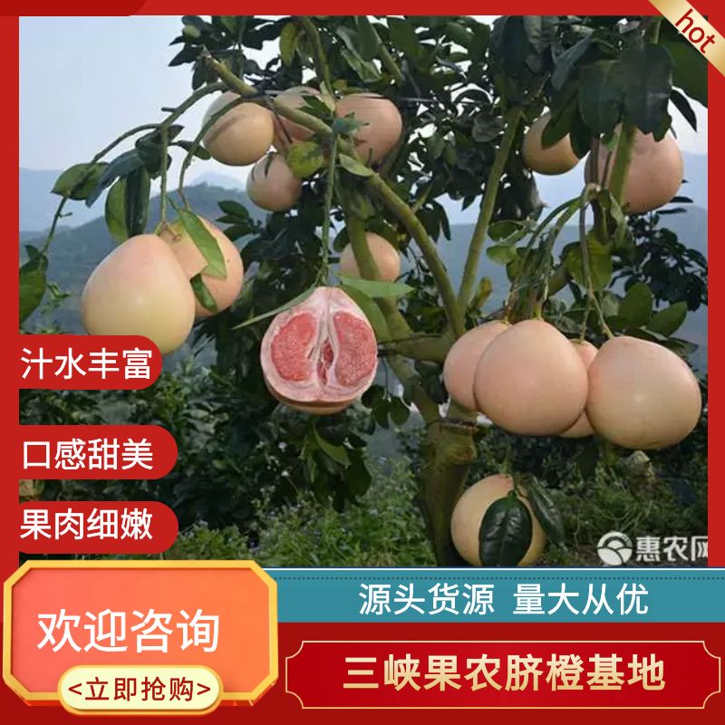 红心蜜柚 果肉细嫩 酸甜可口 入口化渣 源头货源欢迎咨询