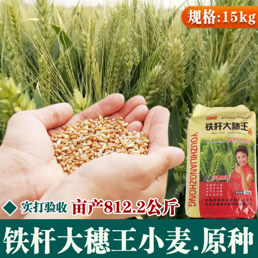 孟村县高产冬小麦矮杆吨产王小麦子种子抗旱抗寒大田用种籽菜小麦苗种子