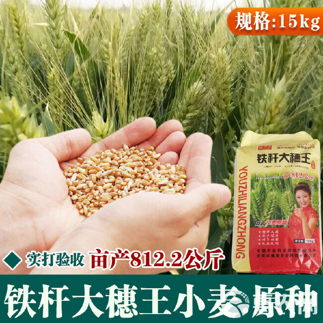 高产冬小麦矮杆吨产王小麦子种子抗旱抗寒大田用种籽菜小麦苗种子