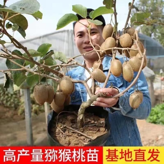 临沭县猕猴桃树苗地栽庭院盆栽阳台红心黄心徐香软枣当年结果南北方种植