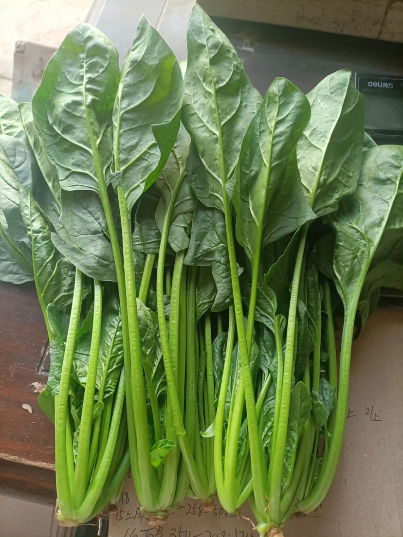 精品电商大叶菠菜 山东菠菜 质量好 做工好 包装 装车一条龙