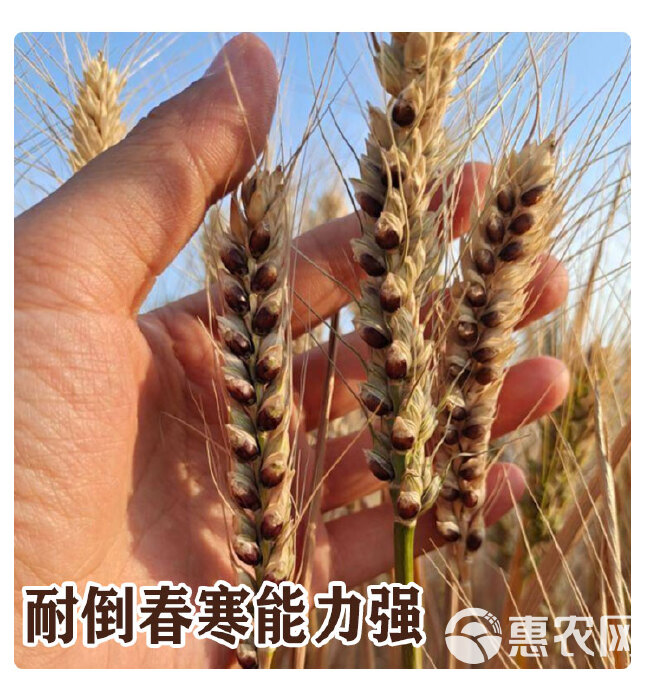 原种黑小麦种子农大小麦农家天然富硒黑小麦黑金刚有机春冬季种籽