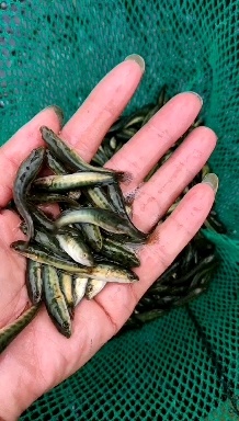 四会市黑鱼苗，现货出售