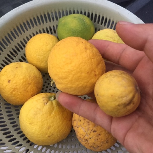 西安枳壳