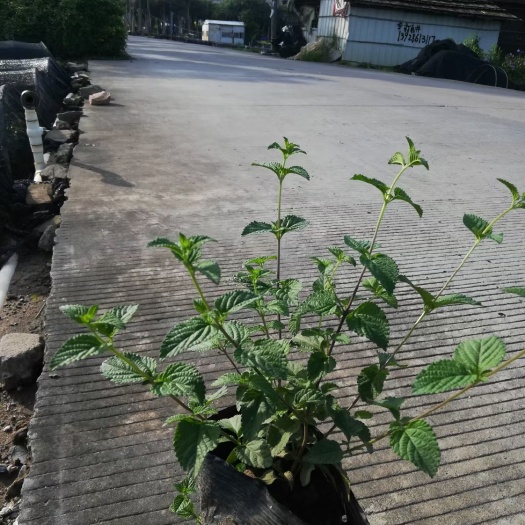 中山市广东中山 紫花马英丹 马缨丹 紫花马樱丹