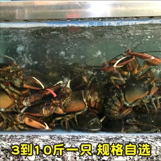 上海冰鲜水产品