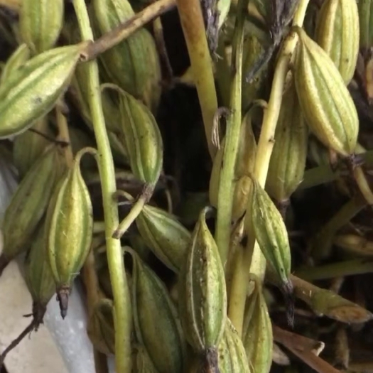 江油市毛慈姑果荚 宽叶紫花品种 成熟度高 产量高 现摘现卖有保证