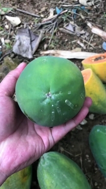 推荐热卖云南山地红心牛奶大青木瓜，市场货及电商货大量供应