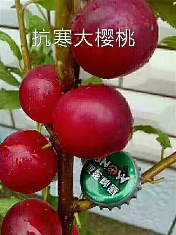 白玉大樱桃苗