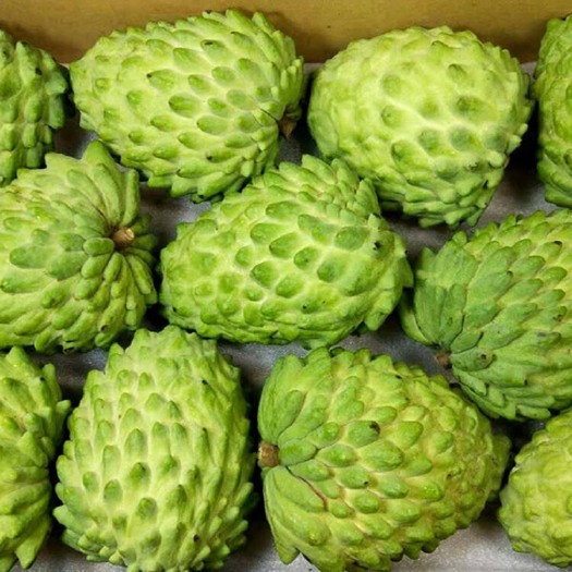 昆明释迦果（上市）