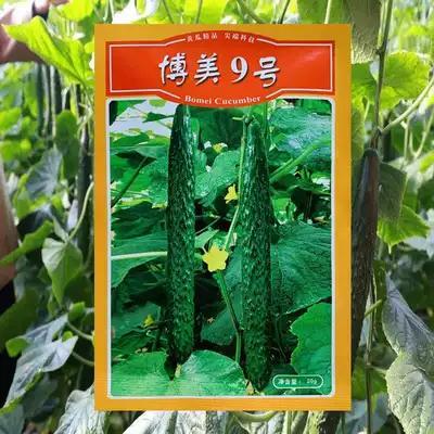 卫辉市长年供应博美黄瓜种子