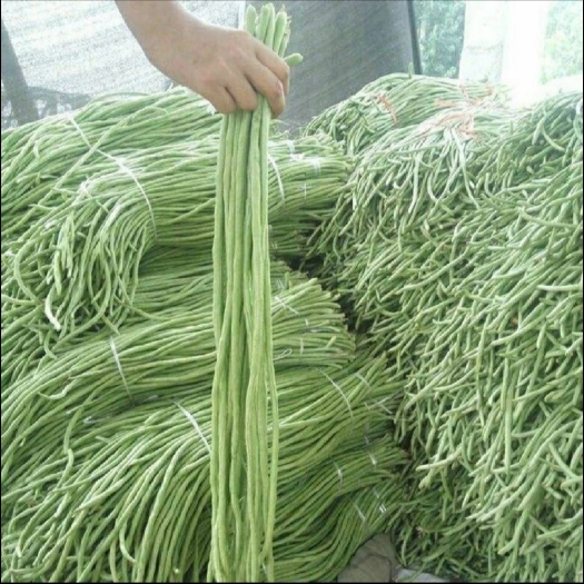 菏泽精品豆角量大从优