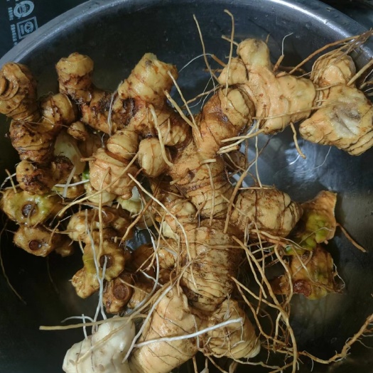 通道县黄精，黄精