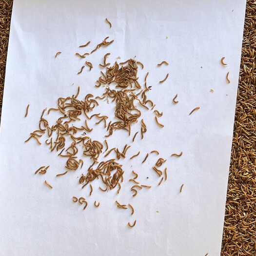 洛阳黄粉虫开口虫