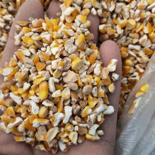 肥东县碎玉米，净粮碎玉米