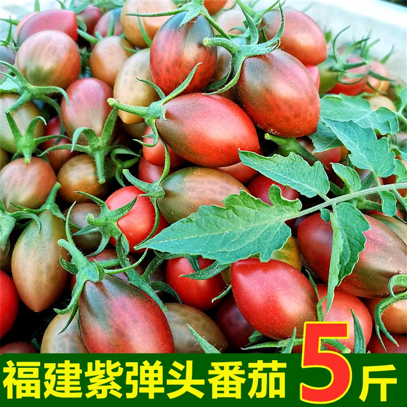 漳浦县批发，代办，紫弹头迷彩小番茄新鲜圣女果紫色番茄
