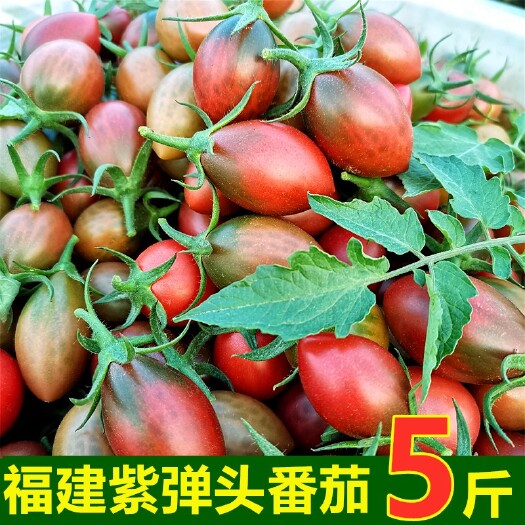 漳浦县批发，代办，紫弹头迷彩小番茄新鲜圣女果紫色番茄