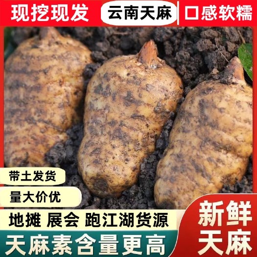成都云南天麻新鲜天麻 中小号 中号 大号 现挖现发跑江湖摆地摊