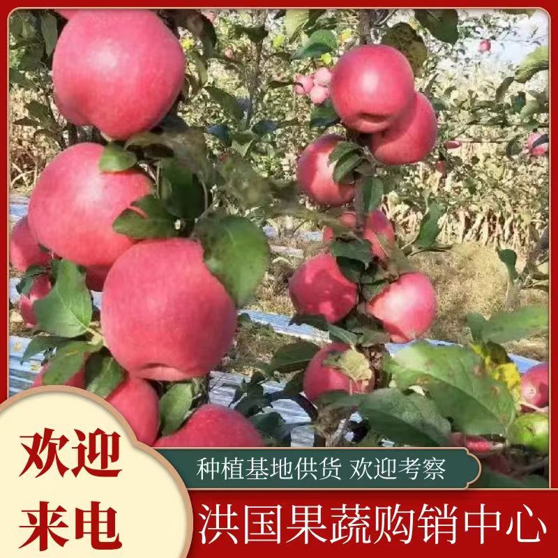 沂水县红富士苹果 价格优惠 量大从优 品质保证